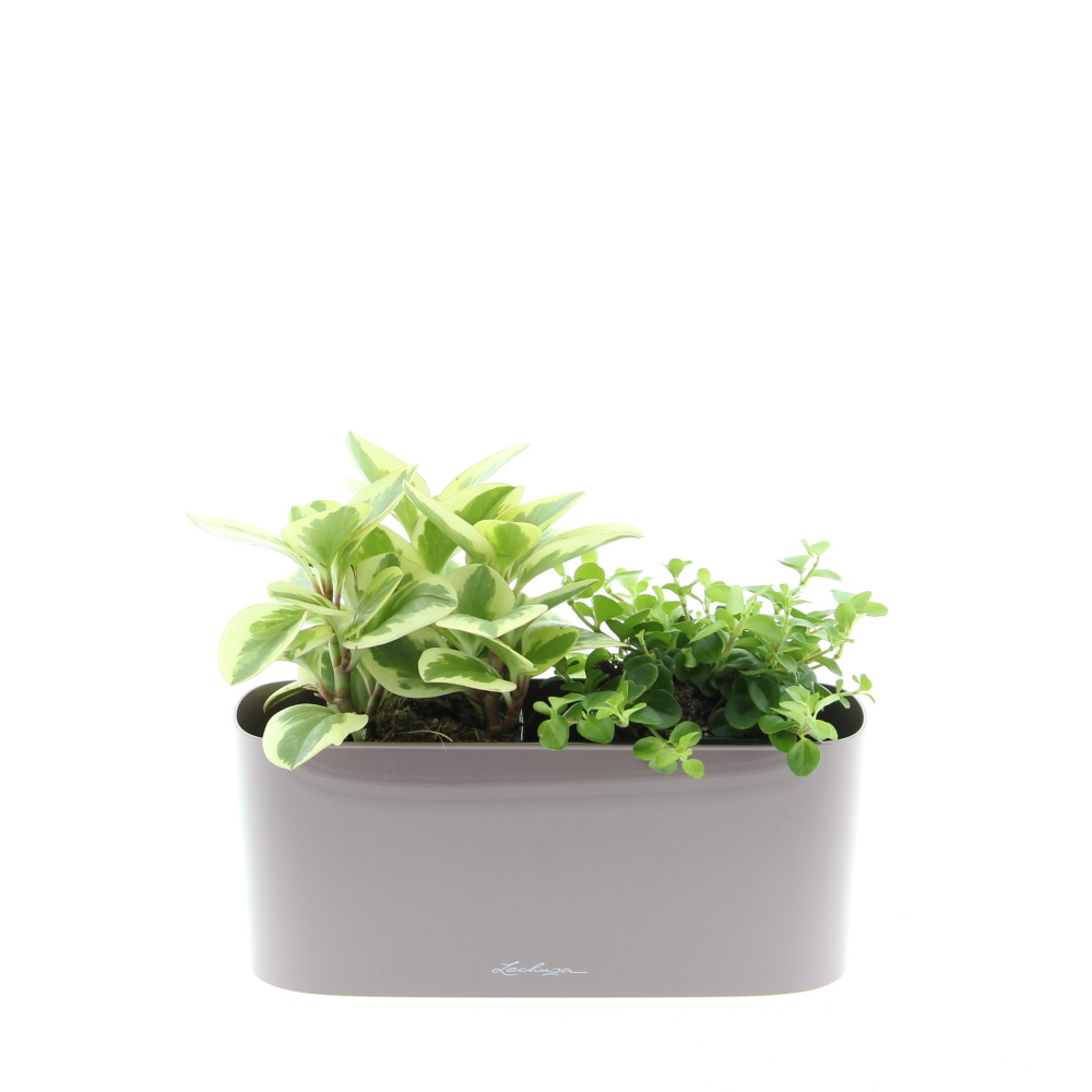 Malá sonata truhlík Lechuza 30cm-0