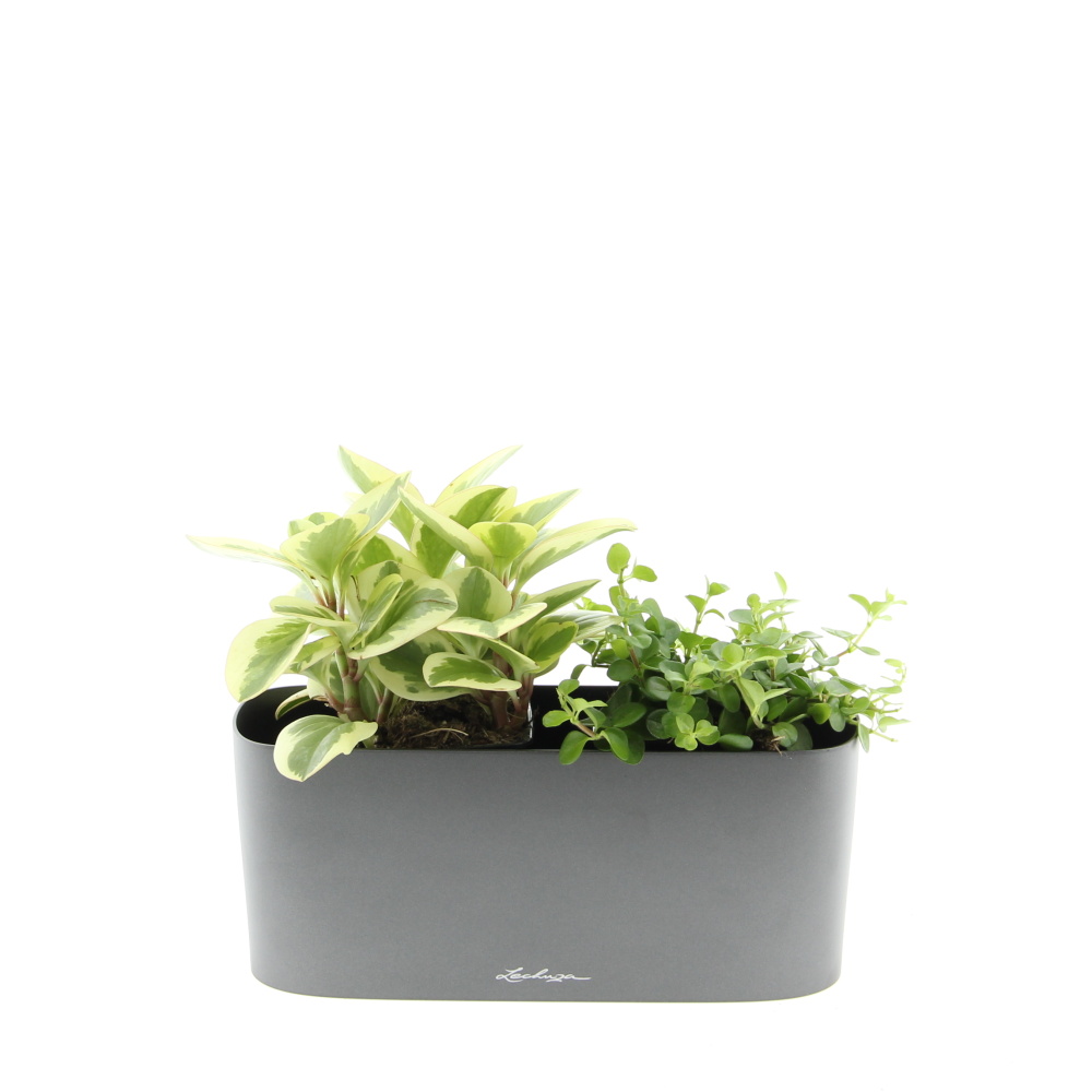 Malá sonata truhlík Lechuza 30cm-1