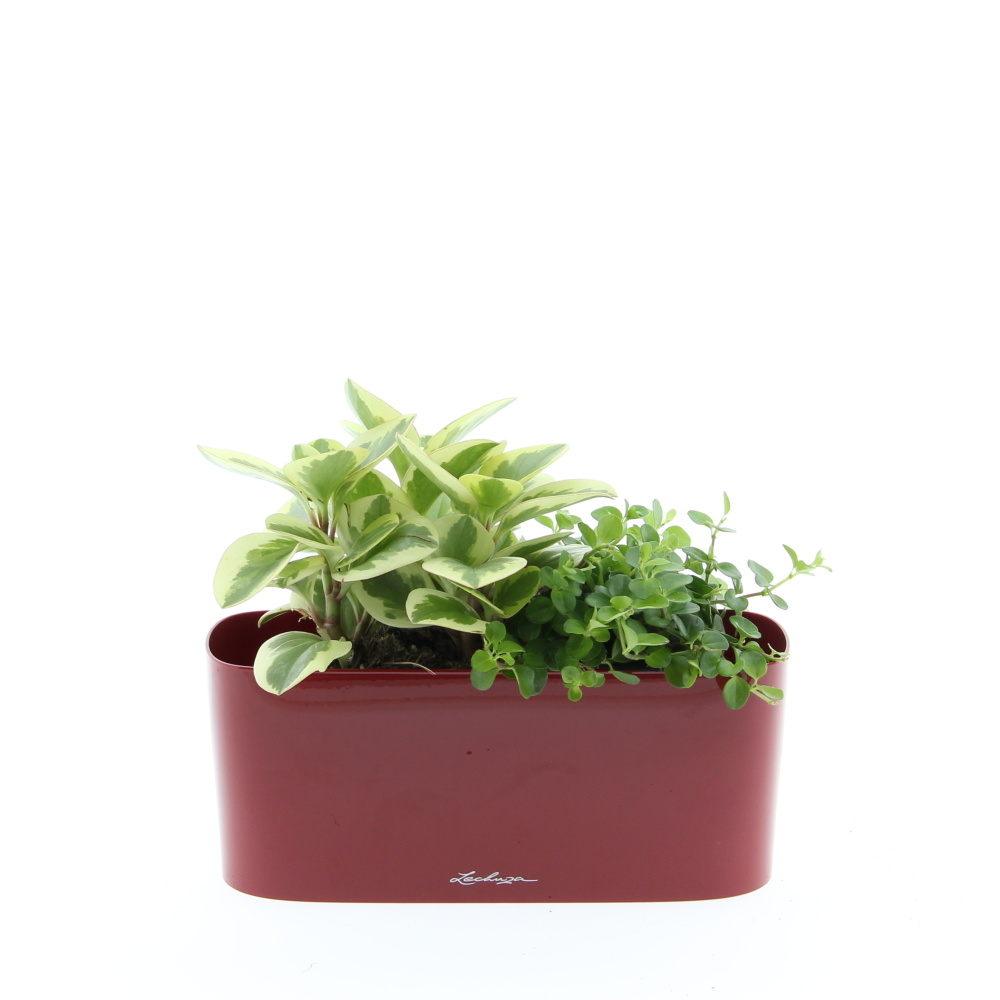 Malá sonata truhlík Lechuza 30cm-2