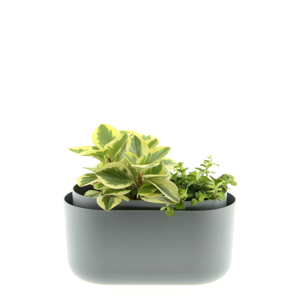 Osázené truhlíky s pokojovými rostlinami - Malá sonata truhlík Tolita 31cm