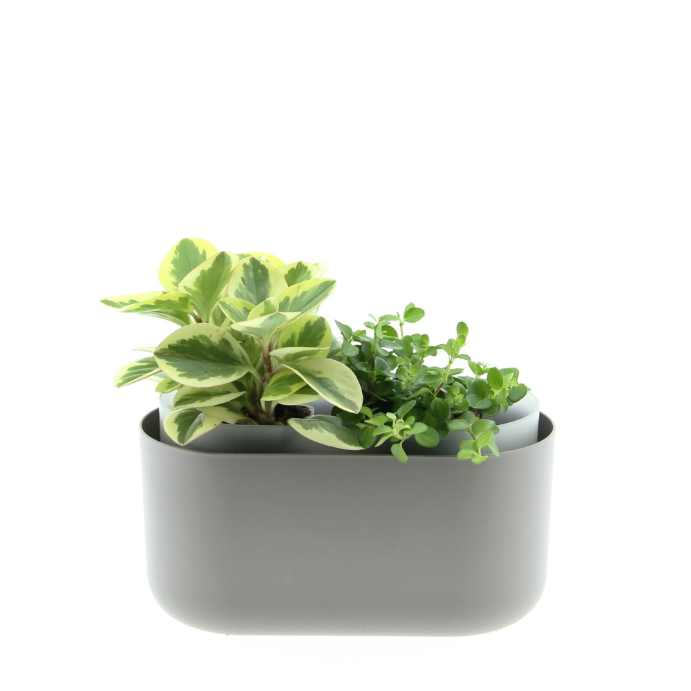 Malá sonata truhlík Tolita 31cm-0