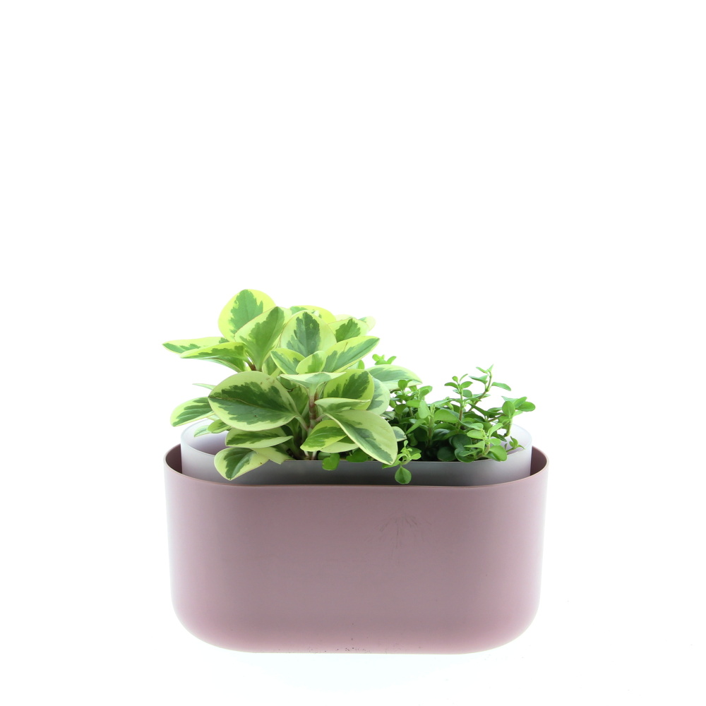 Malá sonata truhlík Tolita 31cm-1