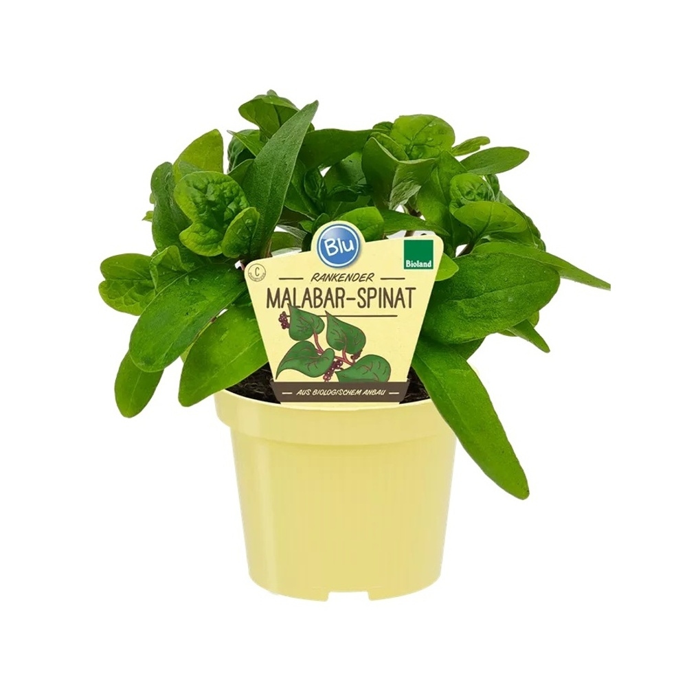 Bylinky - Malabarský špenát BIO, květináč 12cm