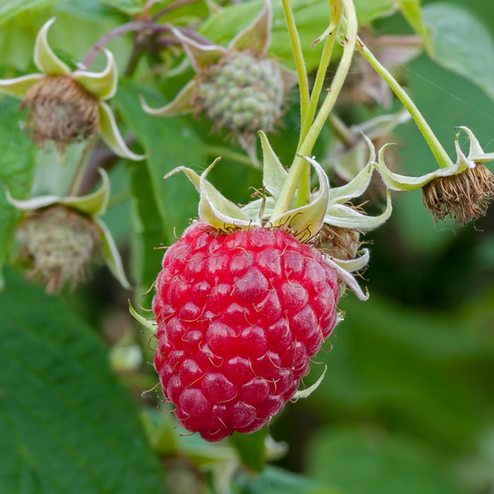 Maliníky - Maliník 'Amira' květináč 3 litry, remontantní