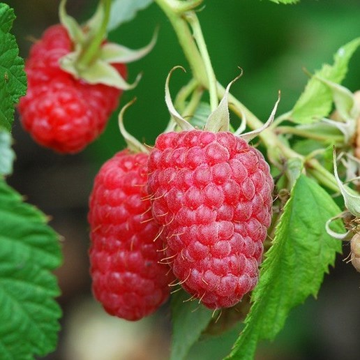Maliníky - Maliník 'Aroma Queen' květináč 2 litry, REMONTANTNÍ