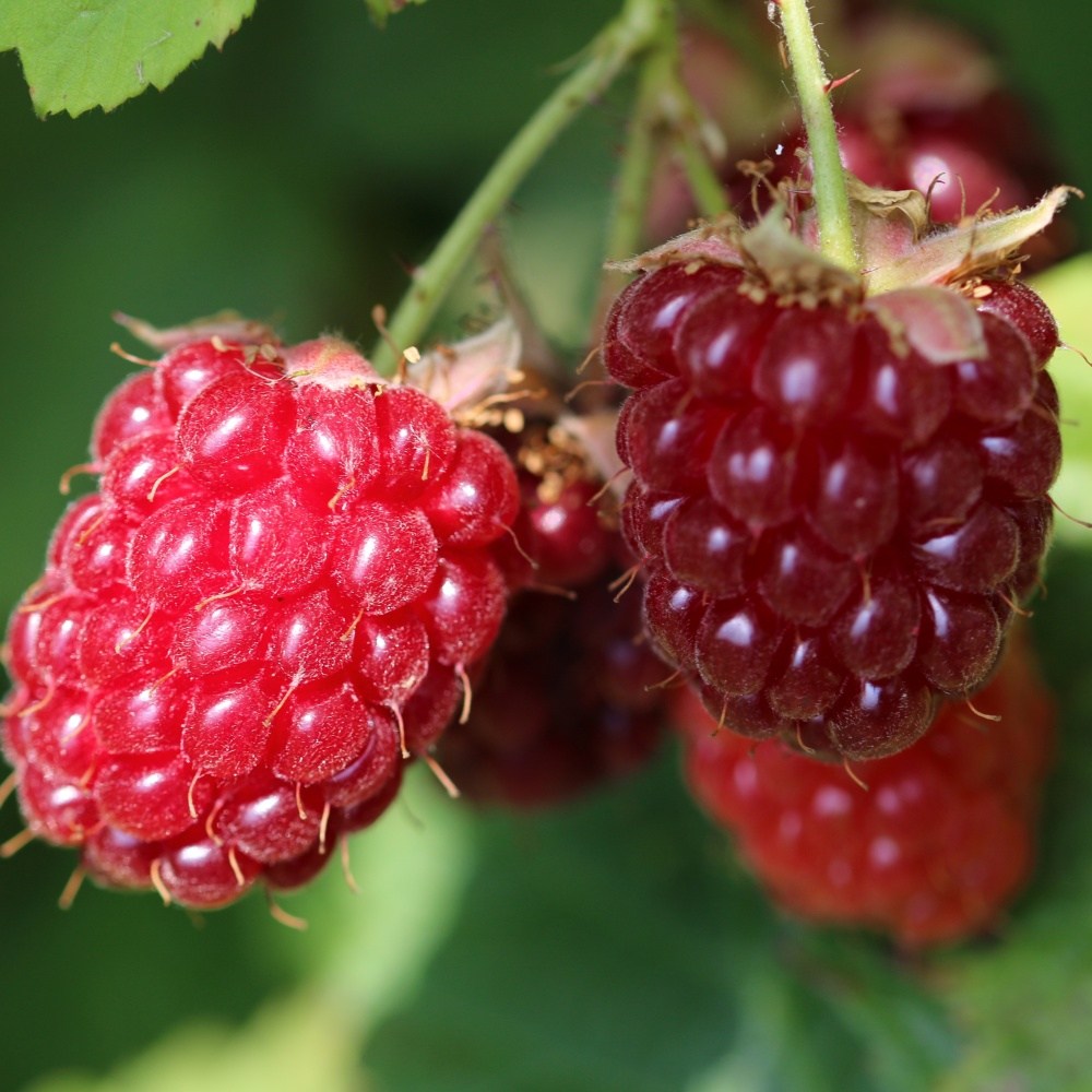 Maliníky - Maliník 'Autumn Belle' květináč 1,6 litru, REMONTANTNÍ