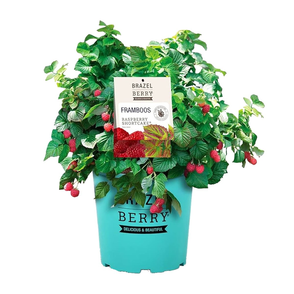 Maliníky - Maliník beztrnný BrazelBerry Shortcake květináč 2,8 litru