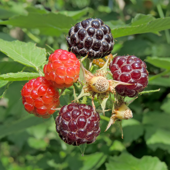 Maliníky - Maliník 'Black Jewel' květináč 2 litry, JEDNOUPLODÍCÍ