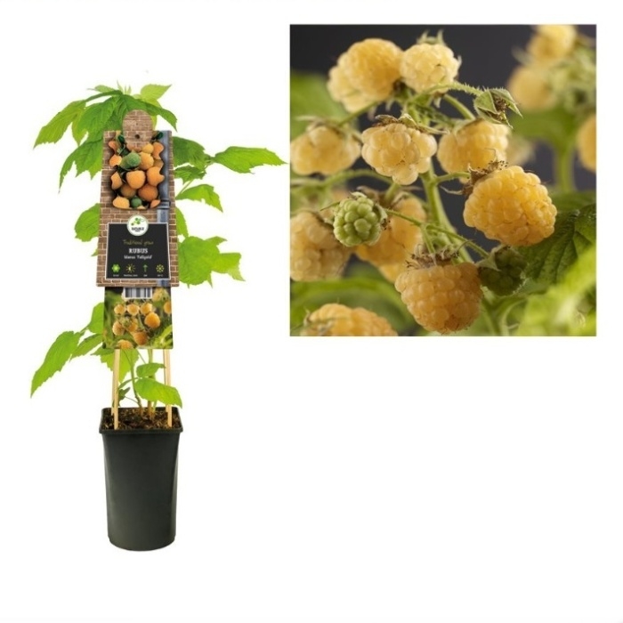 Rostliny - Maliník Fallgold květináč 2,25 litru, remontantní