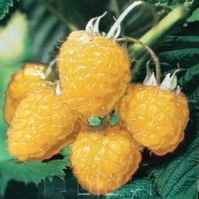 Maliník Fallgold květináč 2,25 litru, remontantní-0