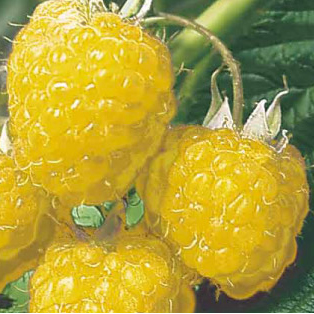 Maliníky - Maliník Fallgold květináč 2 litry, výška 55cm, REMONTANTNÍ