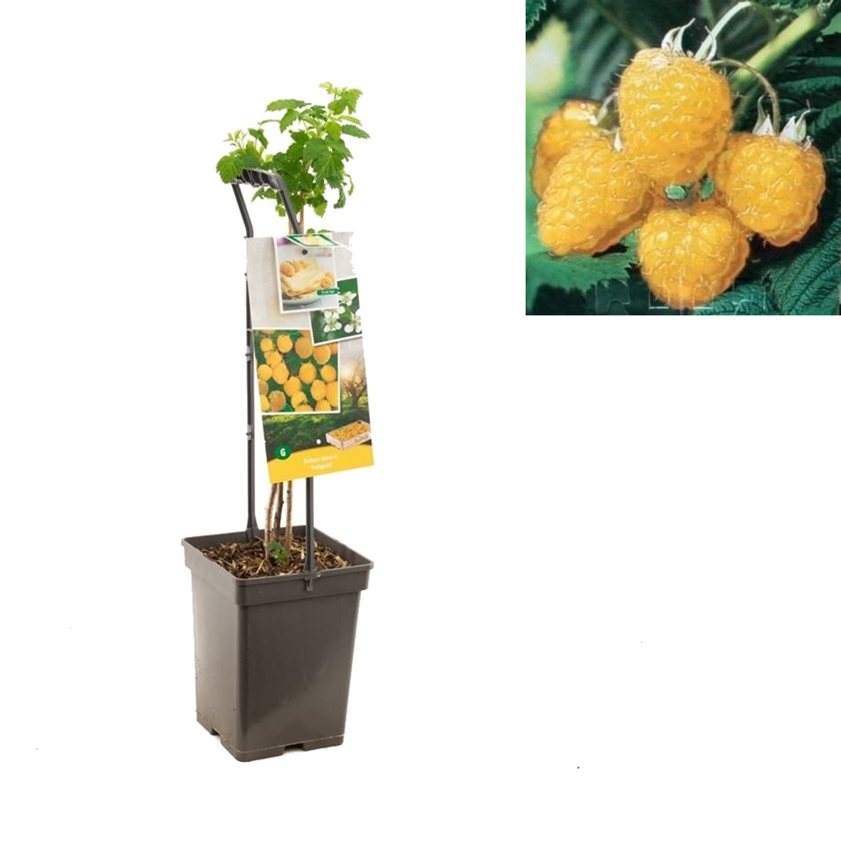 Maliníky - Maliník Fallgold květináč 5 litrů, REMONTANTNÍ