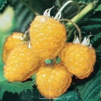 Drobné ovoce - Maliník 'Fallgold' prostokořenný, REMONTANTNÍ