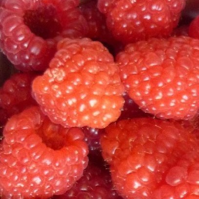 Maliníky - Maliník 'Glen Ample' 3,4 litru JEDNOUPLODÍCÍ