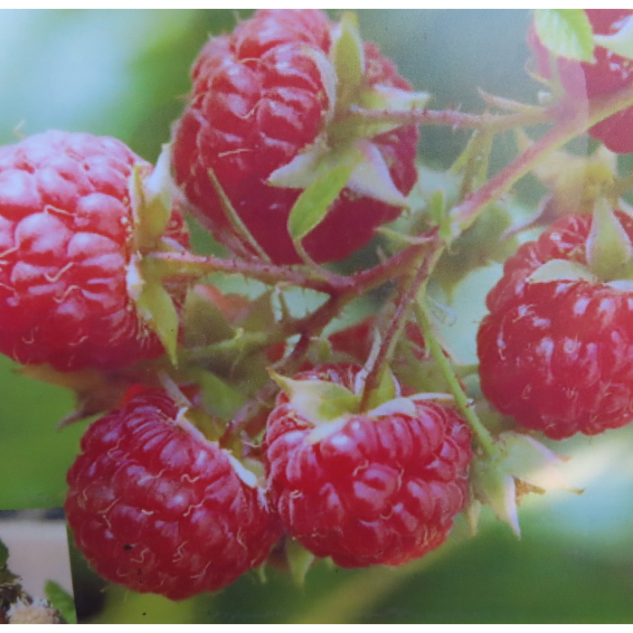 Maliník 'Glen Ample' květináč 10 litrů, JEDNOUPLODÍCÍ-0