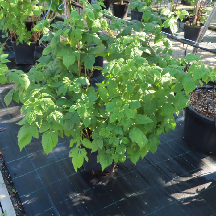 Maliník 'Glen Ample' květináč 10 litrů, JEDNOUPLODÍCÍ-1