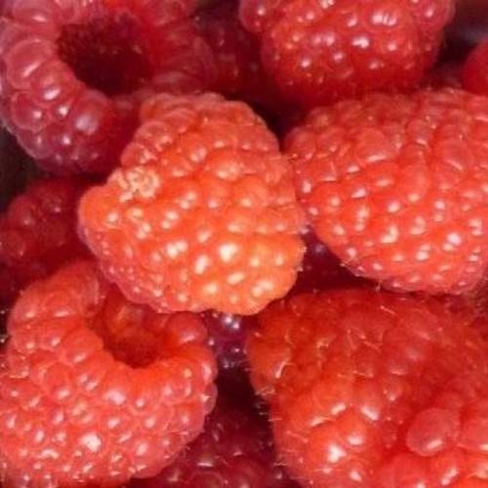 Maliníky - Maliník 'Glen Ample' květináč 3 litry, jednouplodící