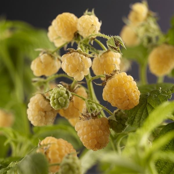 Maliníky - Maliník 'Golden Bliss' 2,25 litru, remontantní