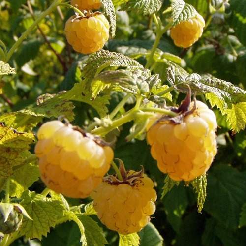 Maliníky - Maliník Golden Everest květináč 2 litry, REMONTANTNÍ