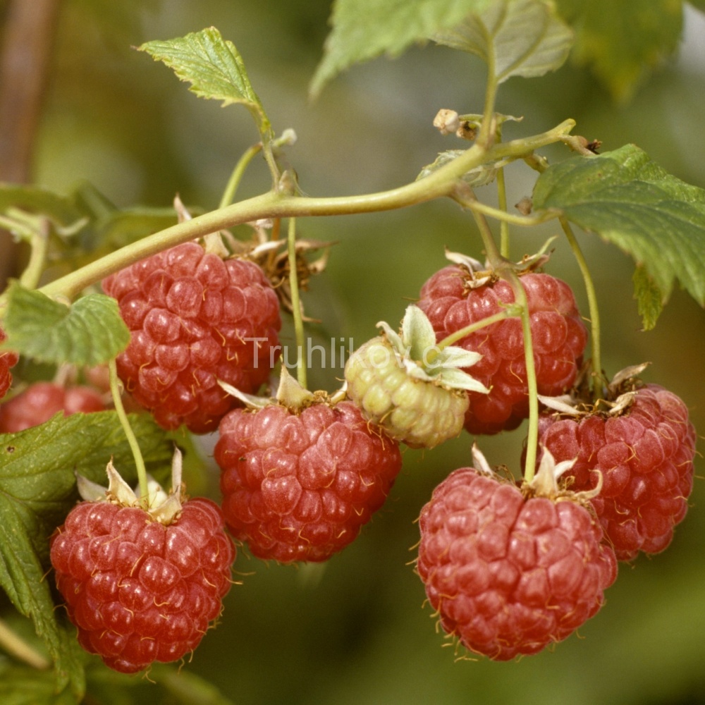 Maliníky - Maliník 'Heritage' květináč 3 litry, REMONTANTNÍ