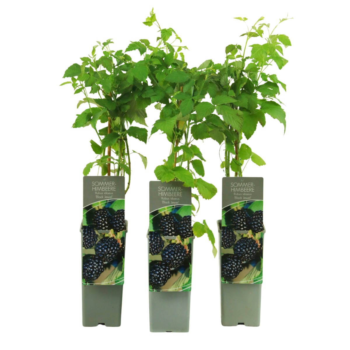 Maliníky - Maliník jednouplodící Black Jewel výška 30/40cm, květináč 2 litry