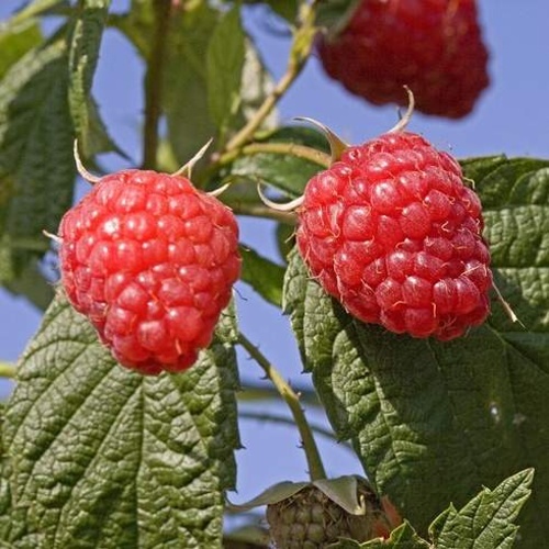 Rostliny - Maliník jednouplodící 'Bulharský rubín' prostokořenný