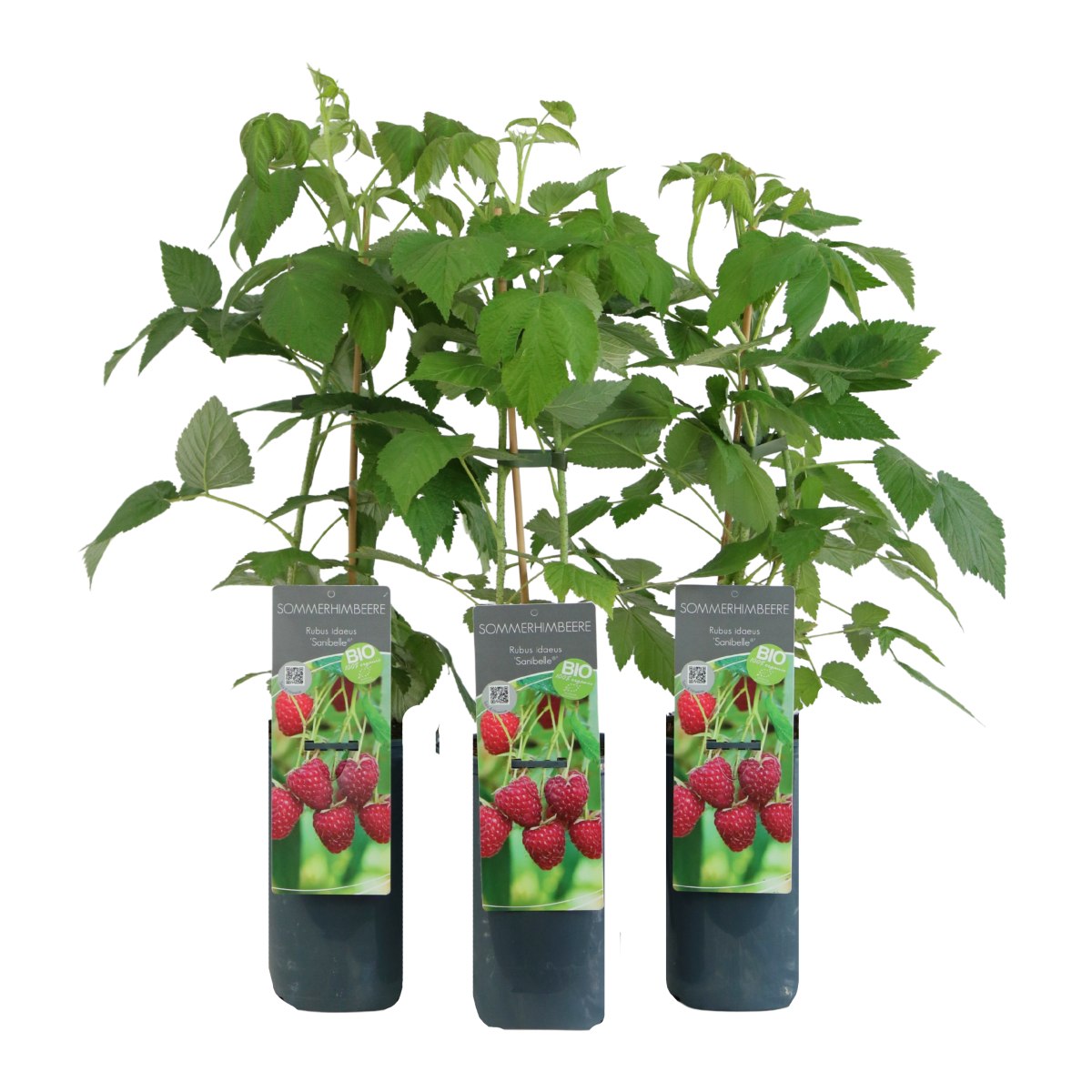 Maliníky - Maliník jednouplodící Sanibelle