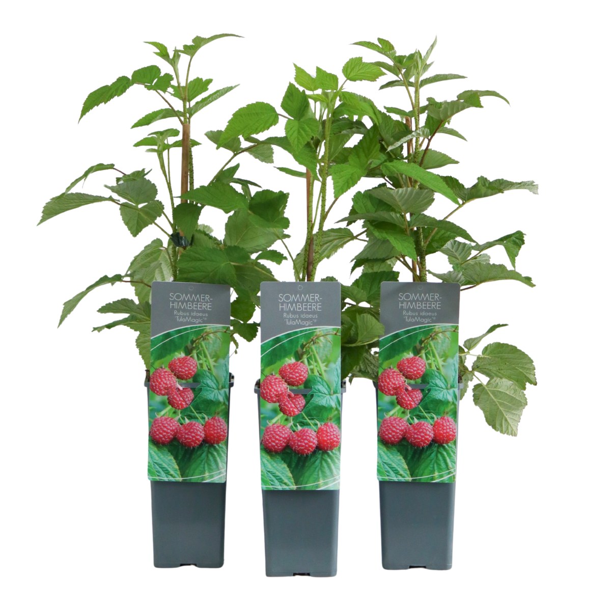 Maliníky - Maliník jednouplodící Tulamagic výška 30/40cm, květináč 2 litry