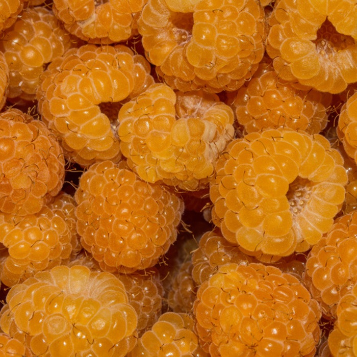 Maliníky - Maliník kompaktní 'Goodasgold' výška 40/60cm, květináč 1,6 litru, remontantní