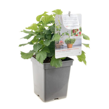 Maliníky - Maliník kompaktní Sweet Sunshine květináč 5 litrů, REMONTANTNÍ