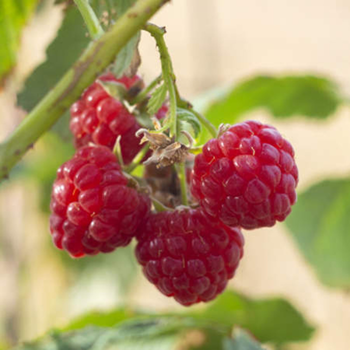 Maliníky - Maliník 'Little Sweet Sisters' květináč 1,6 litru, vyvazovaný