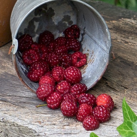 Maliník Lucky Berry květináč 5 litrů, REMONTANTNÍ-0