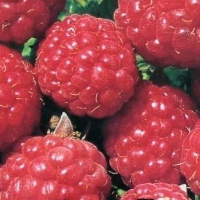 Maliníky - Maliník 'Malling Promise' květináč 5 litrů, remontantní