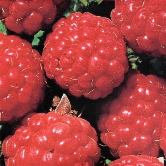 Maliníky - Maliník 'Ottawa' květináč 2 litry, REMONTANTNÍ