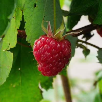 Maliníky - Maliník Polka květináč 2 litry, REMONTANTNÍ