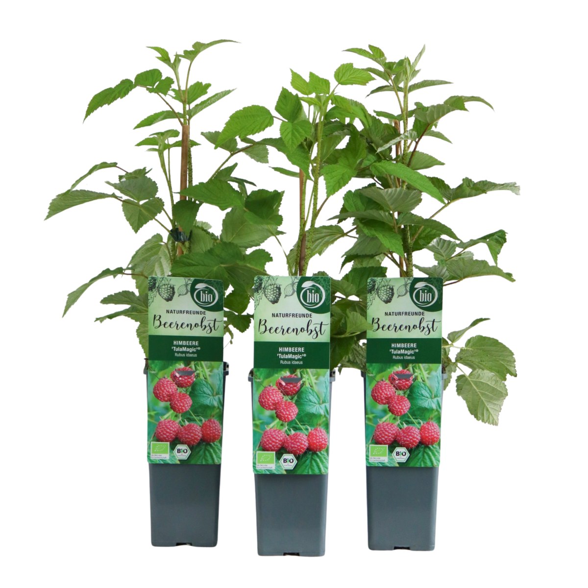 Maliníky - Maliník remontantní Aroma Queen výška 30/40cm, květináč 2 litry