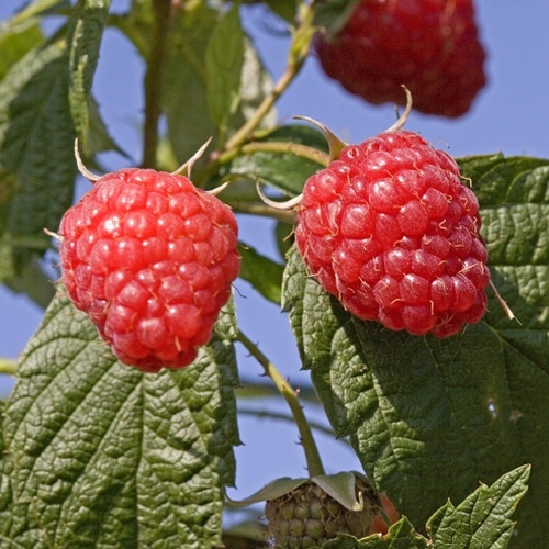 Maliníky - Maliník remontantní 'Delniwa' 3 litry