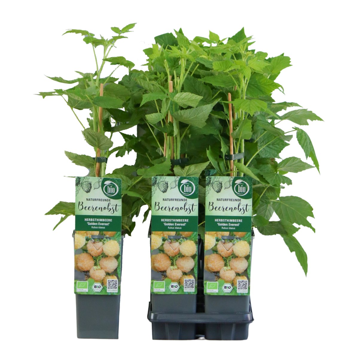 Maliníky - Maliník remontantní Golden Everest výška 30/40cm, květináč 2 litry