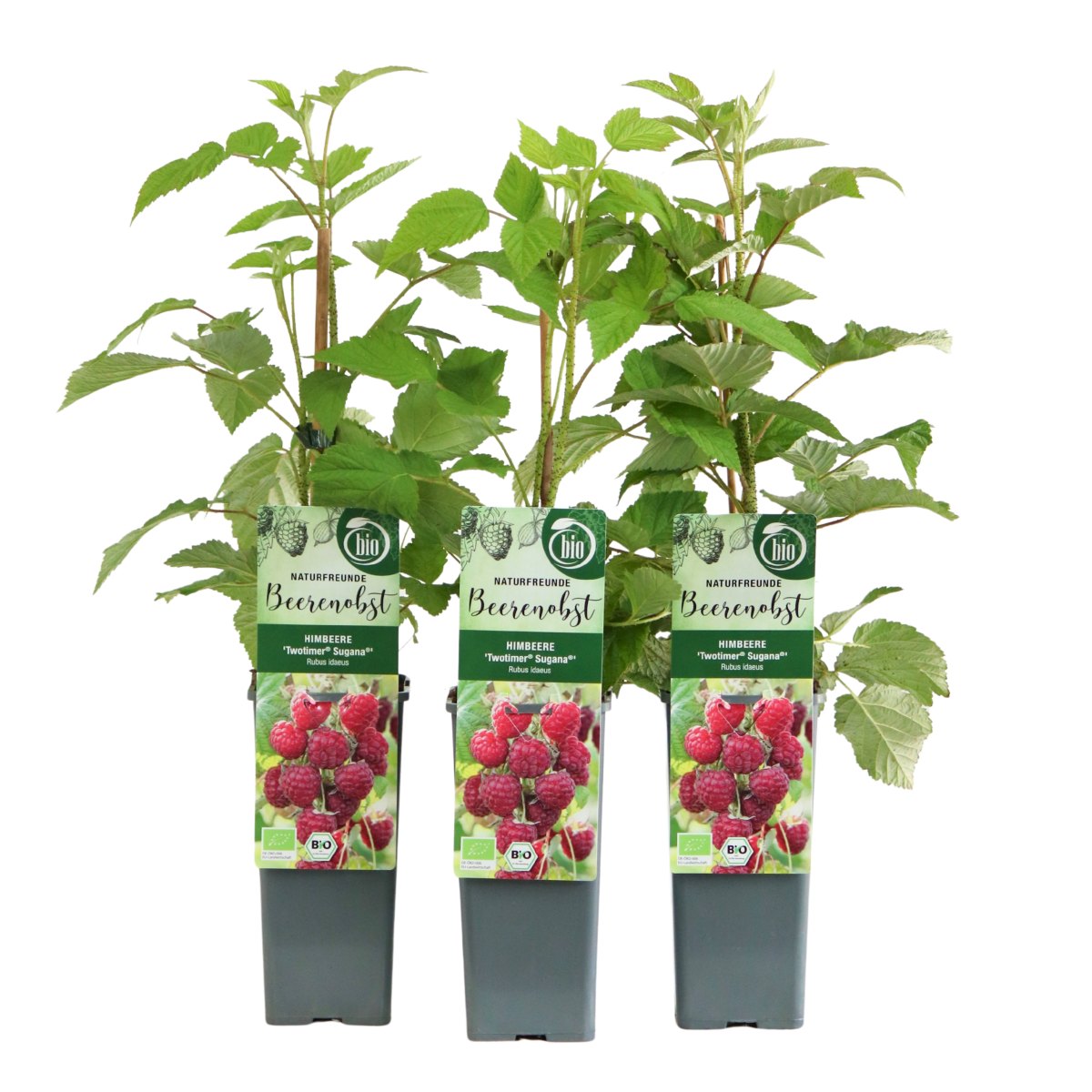 Maliníky - Maliník remontantní Sugana výška 30/40cm, květináč 2 litry