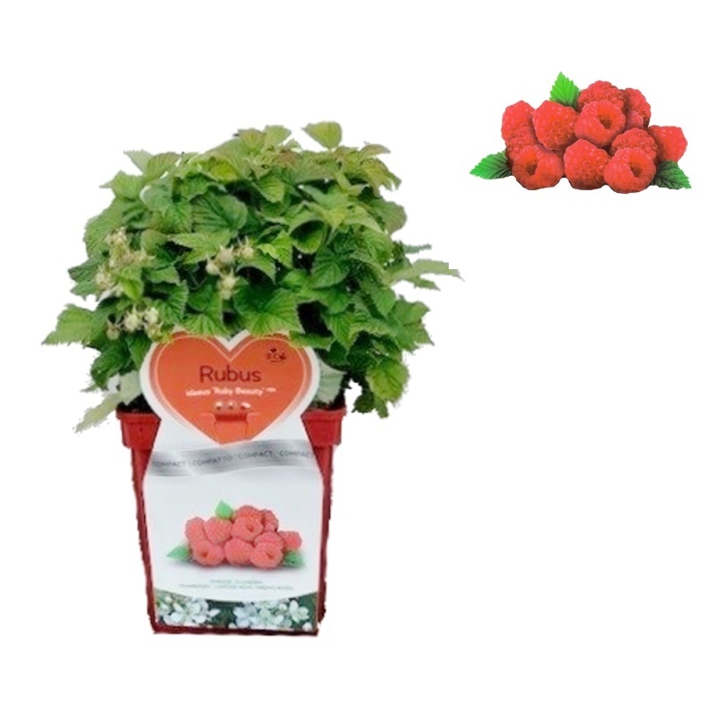 Maliníky - Maliník 'Ruby Beauty®' květináč 5 litrů, REMONTANTNÍ