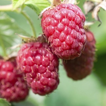 Maliníky - Maliník 'Schoenemann' květináč 2 litry, JEDNOUPLODÍCÍ