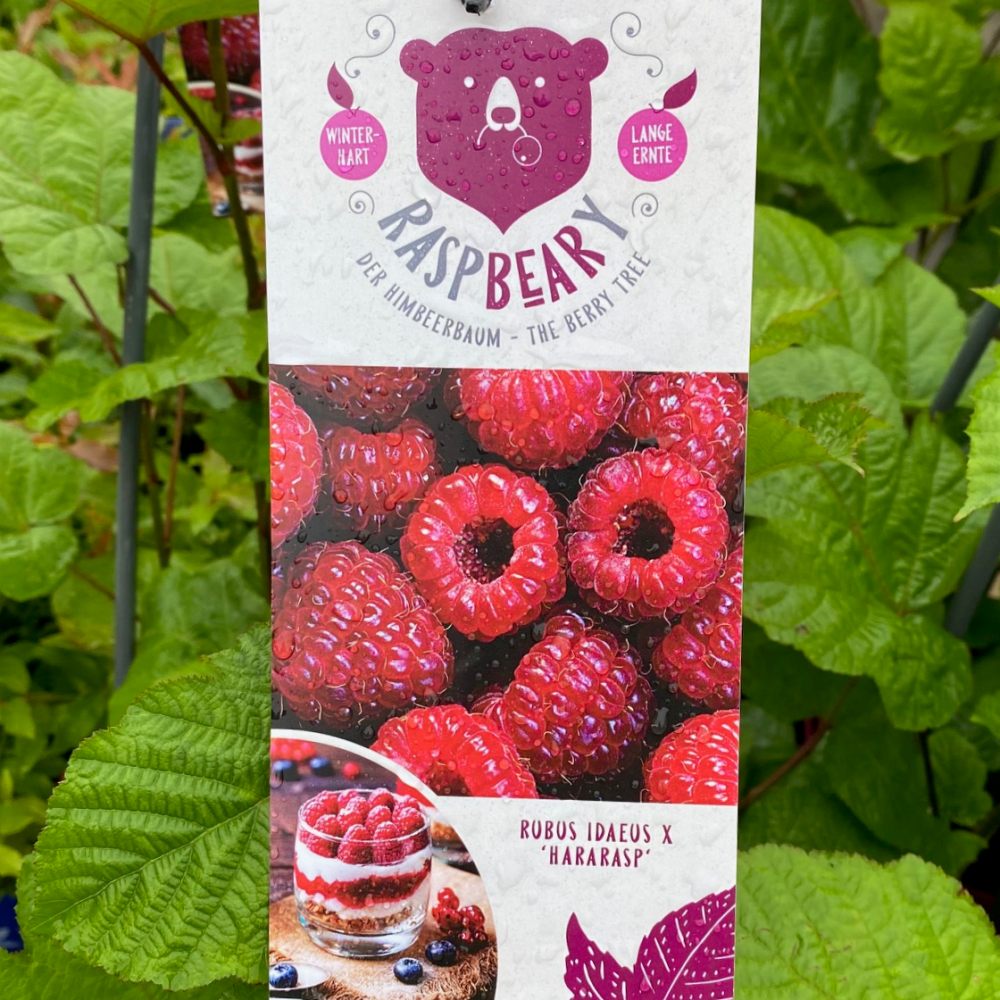 Maliníky - Maliník sloupový RASPBEARY květináč 4,6 litru