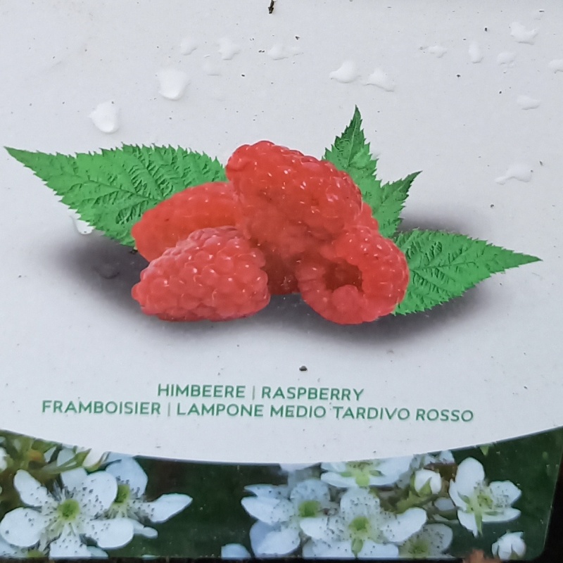 Maliníky - Maliník sloupový Raspberry Tower květináč 5 litrů
