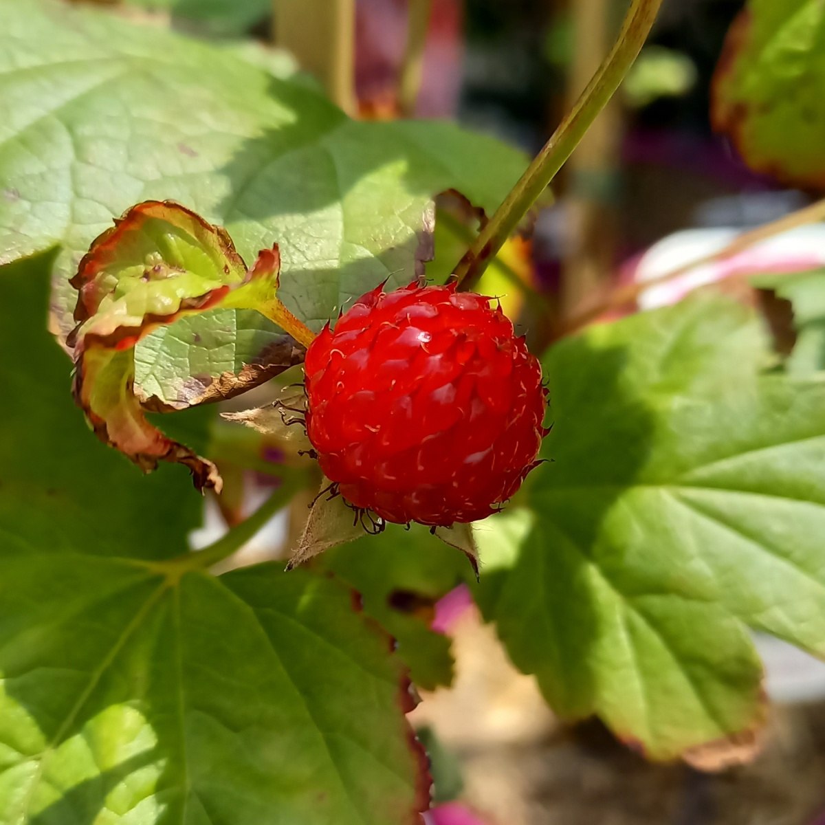 Maliník stromkový RASPBEARY® kmínek 40cm, květináč 4,6 litru-0