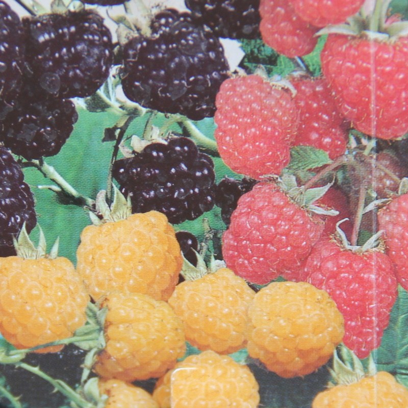 Maliníky - Maliník Trio květináč 5 litrů