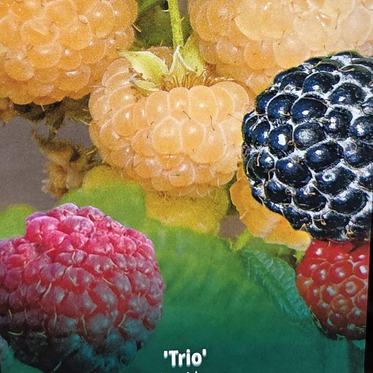 Maliníky - Maliník Trio