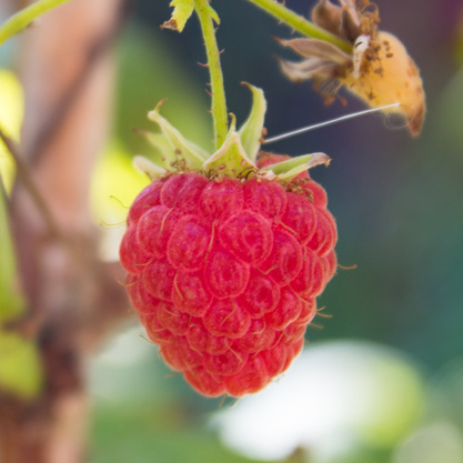 Maliníky - Maliník 'Tulamagic' květináč 2 litry, JEDNOUPLODÍCÍ