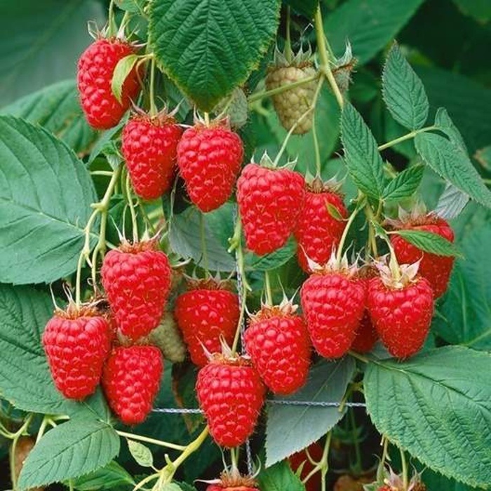 Maliníky - Maliník Tulameen květináč 2,25 litru, jednouplodící