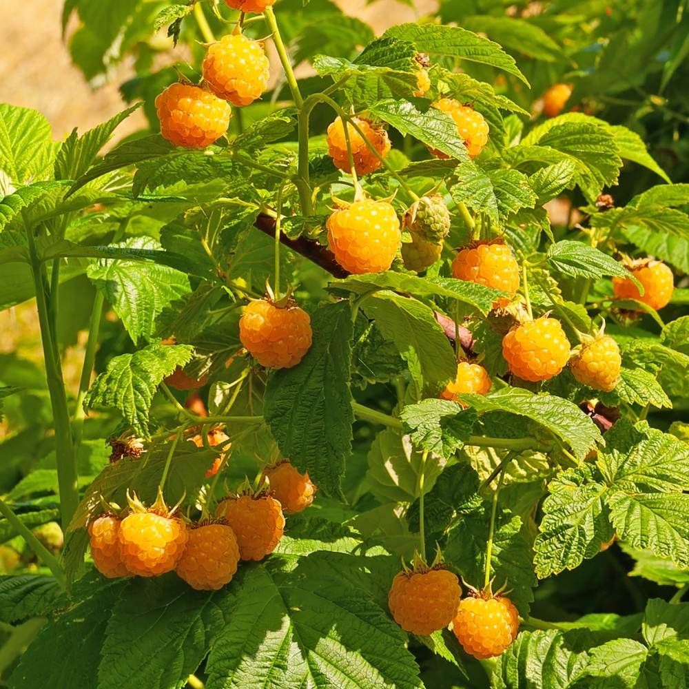 Maliníky - Maliník Valentina® květináč 2 litry, REMONTANTNÍ