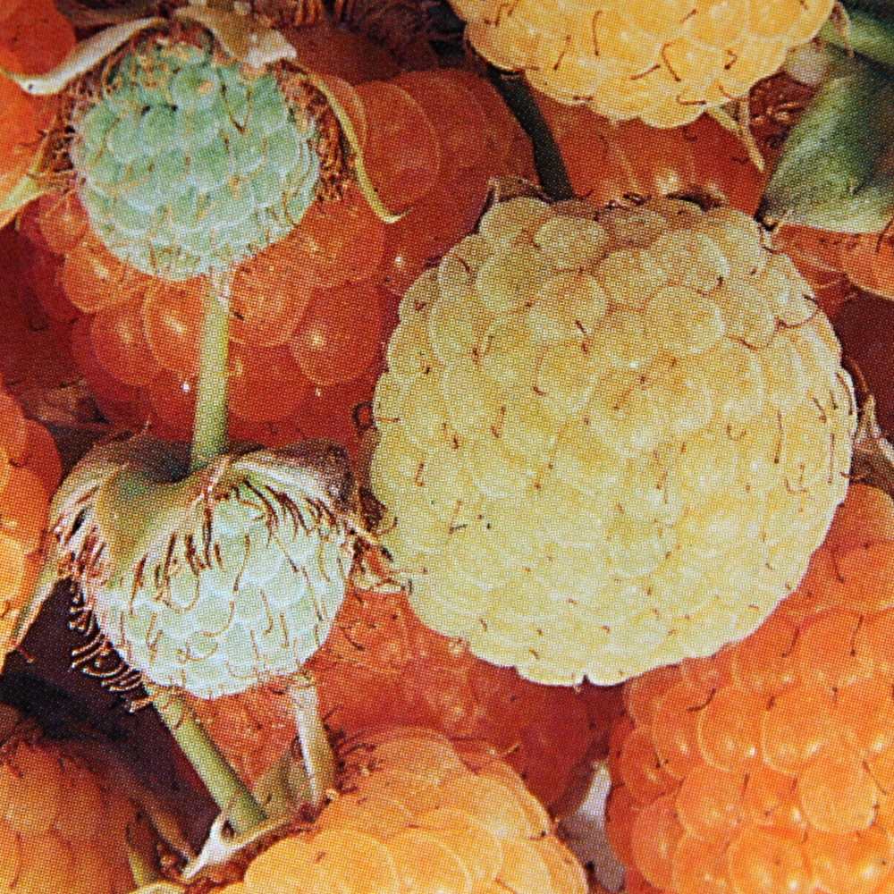 Maliníky - Maliník 'Valentina' květináč 3 litry, REMONTANTNÍ